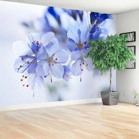 Fototapeta Vliesová Modré kvety 152x104 cm