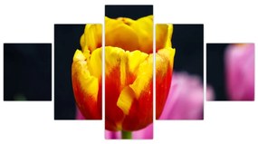 Obraz tulipánu