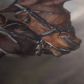 Obraz - Zamilované kone (90x60 cm)