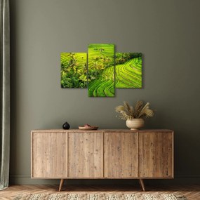 Obraz - Ryžové terasy (90x60 cm)