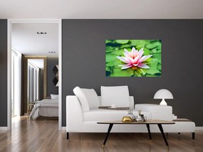Obraz lekna na hladine (90x60 cm)