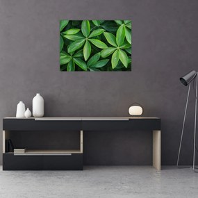 Sklenený obraz - Listy s kvapkami rosy (70x50 cm)