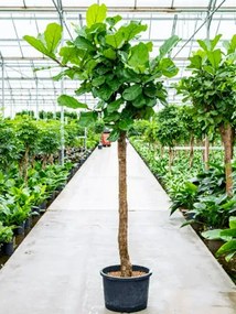 Ficus lyrata Stem 40/37 v300 cm