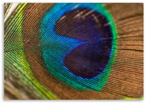 Obraz na plátně Ptačí pírko Peacock - 120x80 cm
