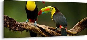 Obraz sediacich tukanov, Costa Rica (120x50 cm)