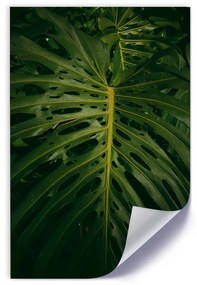 Gario Plagát Monstera - list z prírody Farba rámu: Bez rámu, Rozmery: 70 x 100 cm