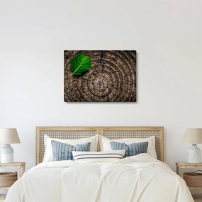 Obraz listu na kmeni stromu (70x50 cm)