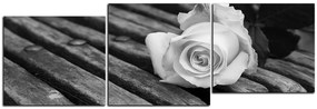 Obraz na plátne - Biela ruža na lavici - panoráma 5224QE (150x50 cm)