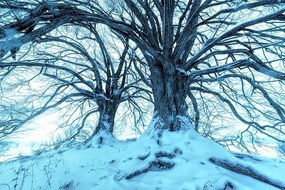 Samolepiaca tapeta dotyk stromov s prichádzajúcou zimou