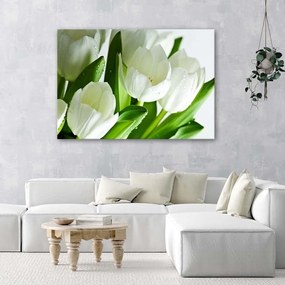 Obraz na plátně Tulipány Bílý květ - 100x70 cm