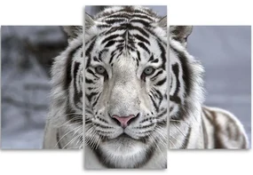 Gario Obraz na plátne Biely tiger v zime - 3 dielny Rozmery: 60 x 40 cm