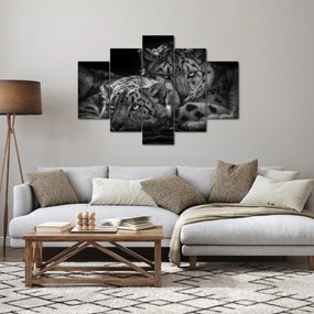Obraz - Odpočívajúci gepardy (150x105 cm)