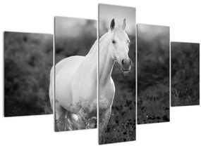 Obraz bieleho koňa na lúke, čiernobiela (150x105 cm)