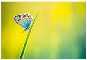 Fototapeta Vliesová Motýľ 312x219 cm