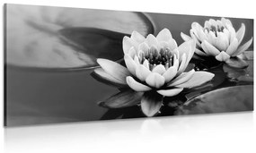 Obraz lotosový kvet v jazere v čiernobielom prevedení