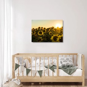Sklenený obraz slnečnicového poľa (70x50 cm)