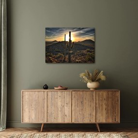 Obraz - kaktusy v slnku (70x50 cm)