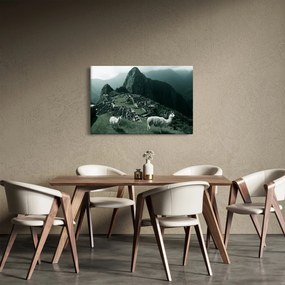 Obraz - Lamy na Machu Picchu v Peru (90x60 cm)