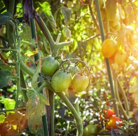 Oporná tyč k rastlinám 11 mm x 120 cm - 1ks