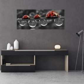 Obraz - Lienka sedembodková, čiernobiela (120x50 cm)