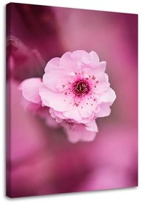Obraz na plátně Třešňový květ růžová příroda - 40x60 cm