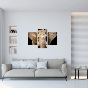Obraz - Slon africký (90x60 cm)