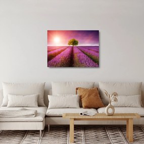 Sklenený obraz poľa s levanduľami (70x50 cm)