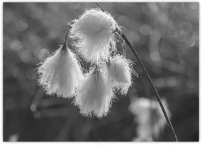 Obraz - Cottongrass (70x50 cm)