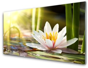 Obraz plexi Kvet vodné lilie 120x60 cm