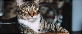 Obraz mačky (120x50 cm)