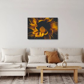 Sklenený obraz - Slnečnica v čiernom pozadí (70x50 cm)