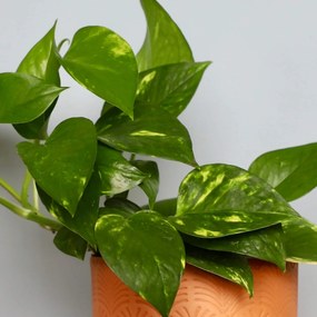 Epipremnum Pothos Aureum zlatý