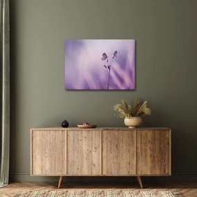 Obraz - Fialové motýliky (70x50 cm)