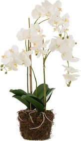 Dekorácia umelá kvetina Orchidea s koreňmi a machom - 32*32*75 cm
