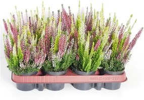 Calluna vulgaris Beauty Ladies mixed 9,5x12,5 cm