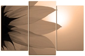 Obraz na plátne - Slnečnica kvet 1201FC (105x70 cm)