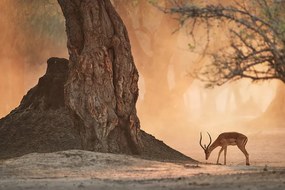 Samolepiaca fototapeta antilopa uprostred africkej prírody