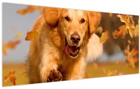 Obraz - Zlatý retriever (120x50 cm)