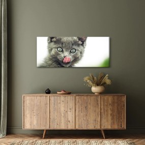 Obraz oblizujícího sa mačiatka (120x50 cm)