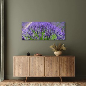 Obraz - levanduľa (120x50 cm)
