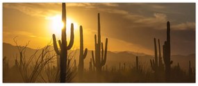 Obraz - Kaktusy Saguaro (120x50 cm)