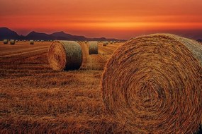 Samolepiaca fototapeta balíky sena