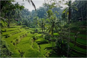 Obraz ryžových terás Tegalalang, Bali (90x60 cm)