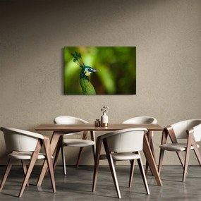 Obraz páva (90x60 cm)