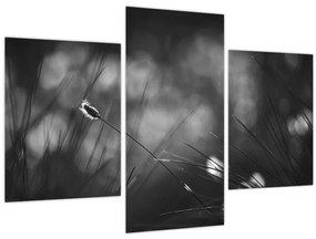 Obraz - Lúčna tráva (90x60 cm)