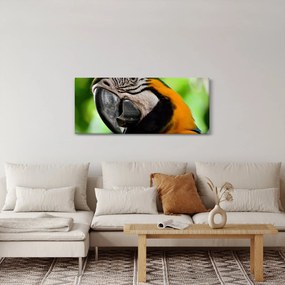 Obraz papagája (120x50 cm)