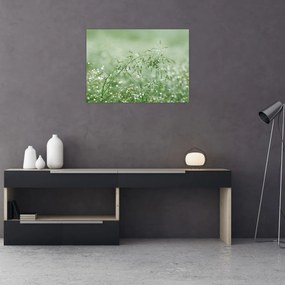 Obraz - Ranná rosa na steblach trávy (70x50 cm)