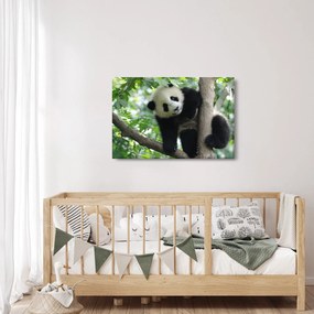 Obraz - Panda na strome (90x60 cm)