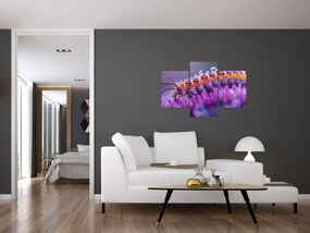 Obraz - Húsenica (90x60 cm)