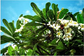 Obraz - Plumeria (90x60 cm)
